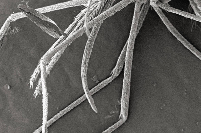 无人,横图,黑白,仪器,蚊子,检查,反射,分析,科学,昆虫,显微镜,观察,清晰,探索,摄影,放大,观看,仔细,透镜,凸透镜,聚焦,关注,光学,害虫,清楚,扫描电镜,扫描电子显微镜