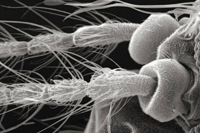 无人,横图,黑白,仪器,蚊子,检查,反射,分析,科学,昆虫,显微镜,观察,清晰,探索,摄影,放大,观看,仔细,透镜,凸透镜,聚焦,关注,光学,害虫,清楚,鞭毛,扫描电镜,扫描电子显微镜