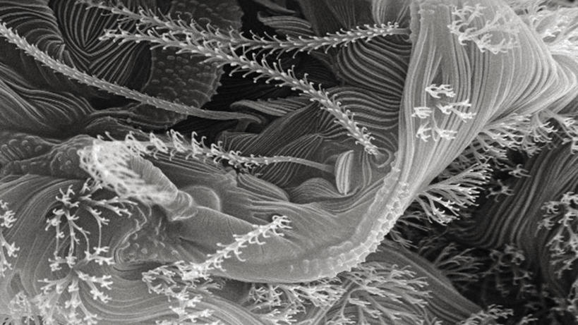 无人,横图,黑白,仪器,检查,反射,分析,科学,昆虫,显微镜,观察,清晰,探索,摄影,放大,观看,仔细,透镜,凸透镜,聚焦,关注,节肢动物,光学,清楚,扫描电镜,扫描电子显微镜,螨