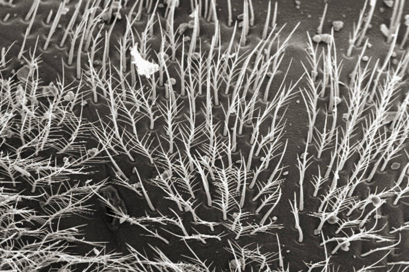 无人,横图,黑白,仪器,蜜蜂,羽毛,检查,反射,分析,科学,昆虫,显微镜,观察,清晰,探索,愤怒,摄影,放大,观看,仔细,透镜,凸透镜,聚焦,关注,节肢动物,光学,清楚,扫描电镜,扫描电子显微镜,木蜂