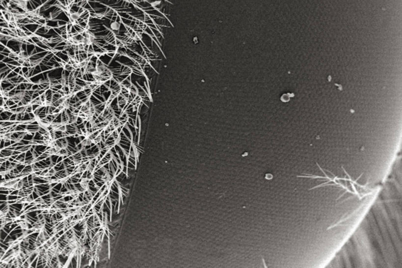 无人,横图,黑白,仪器,蜜蜂,羽毛,检查,反射,分析,科学,昆虫,显微镜,观察,清晰,探索,愤怒,摄影,放大,观看,仔细,透镜,凸透镜,聚焦,关注,节肢动物,光学,清楚,复眼,扫描电镜,扫描电子显微镜,木蜂