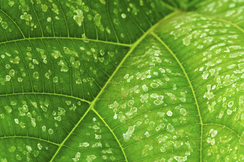 无人,横图,特写,微距,叶子,斑点,绿色,摄影,光合作用,叶脉,彩图