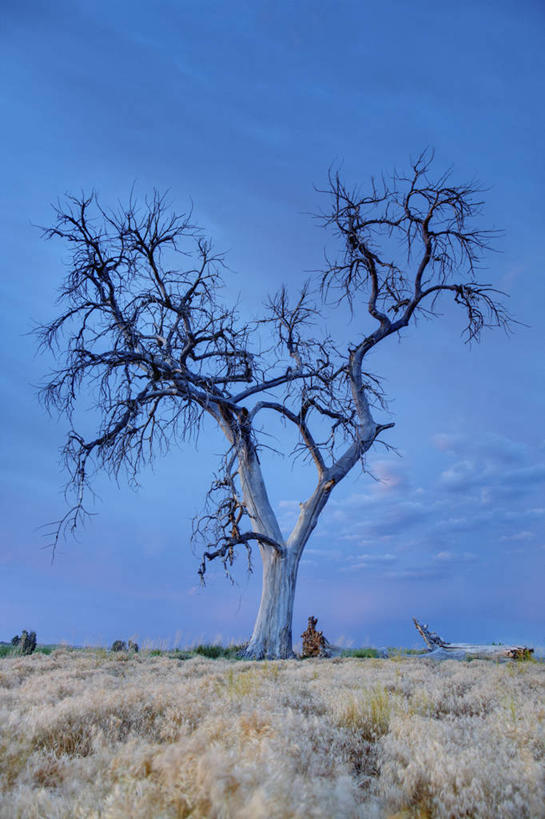 无人,竖图,室外,白天,艺术,科学,枝,树,树干,蓝色,天空,黄昏,季节,摄影,生活方式,宁静,死亡,文学,改变,干的,梦想,科罗拉多州,树突,彩图,超现实主义,流派,艺术流派