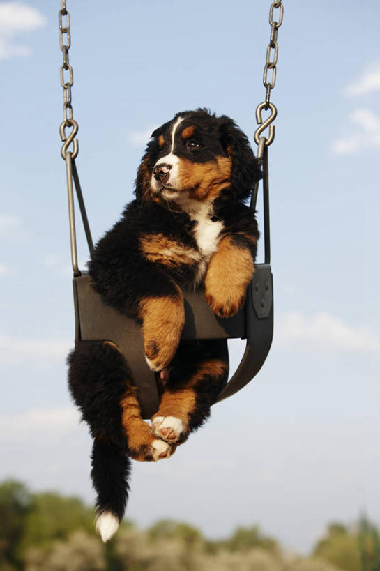 无人,竖图,室外,白天,纯洁,智慧,游乐场,狗,吊挂,悬挂,小狗,挂,动物,荡秋千,看,可爱,童年,童趣,摄影,生长,生物学,伯恩山犬,童真,烂漫,无邪,科罗拉多州,天真,彩图,动物行为