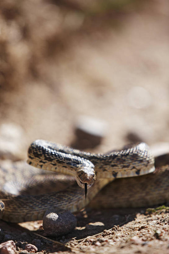无人,竖图,室外,白天,草原,野生动物,蛇,捕食,摄影,恐怖,科罗拉多州,杀害,惊骇,彩图,罢工,动物行为