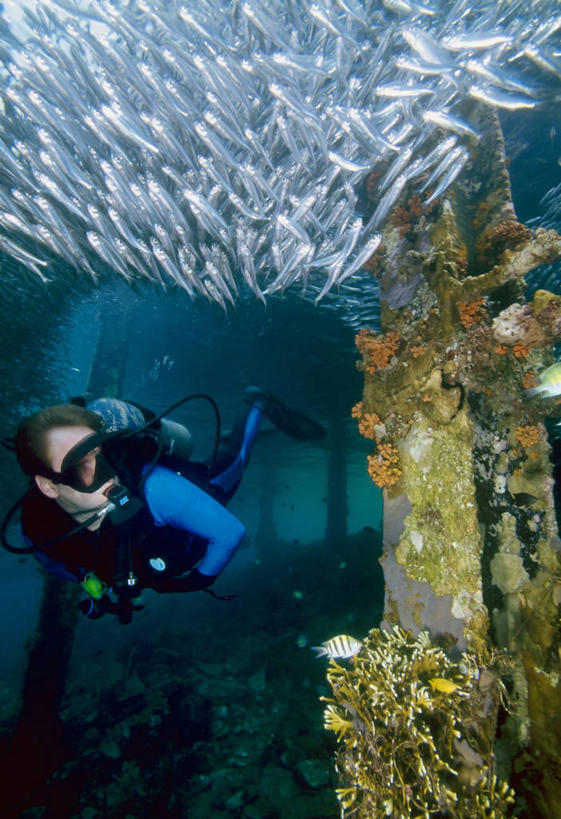 西方人,一个人,码头,竖图,水下,港口,欧洲,巴布亚新几内亚,欧洲人,一群,许多,堆叠,鱼群,海绵,很多,摄影,米尔恩湾,软珊瑚,冒险,白种人,彩图,摆渡口,埠头,渡口,渡头,港湾,海港,货运码头,口岸,商港,银汉鱼,水肺潜水,好奇心