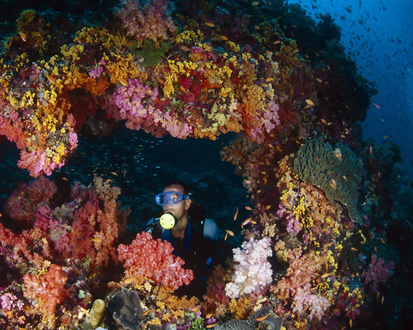 一个人,横图,水下,海洋,珊瑚,拱门,鱼类,摄影,印度洋,冒险,暗礁,彩图,水肺潜水,好奇心