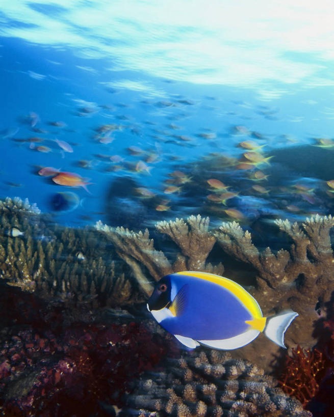 游泳,无人,竖图,运动模糊,水下,海洋,马尔代夫,鱼群,鱼类,幻想,摄影,印度洋,暗礁,彩图