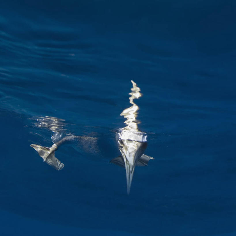 无人,方图,水下,海洋,海鸟,墨西哥,生气,摄影,太平洋,拉丁美洲,喙,彩图,索科罗岛,好奇心