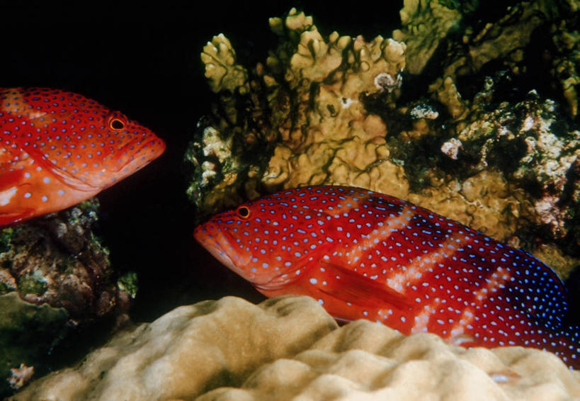 无人,横图,特写,侧面,水下,海洋,巴布亚新几内亚,斑点,鱼类,动物,两只,橙色,摄影,巨大,庞大,珊瑚鱼,宏大,硕大,伟大,细斑石斑鱼,彩图