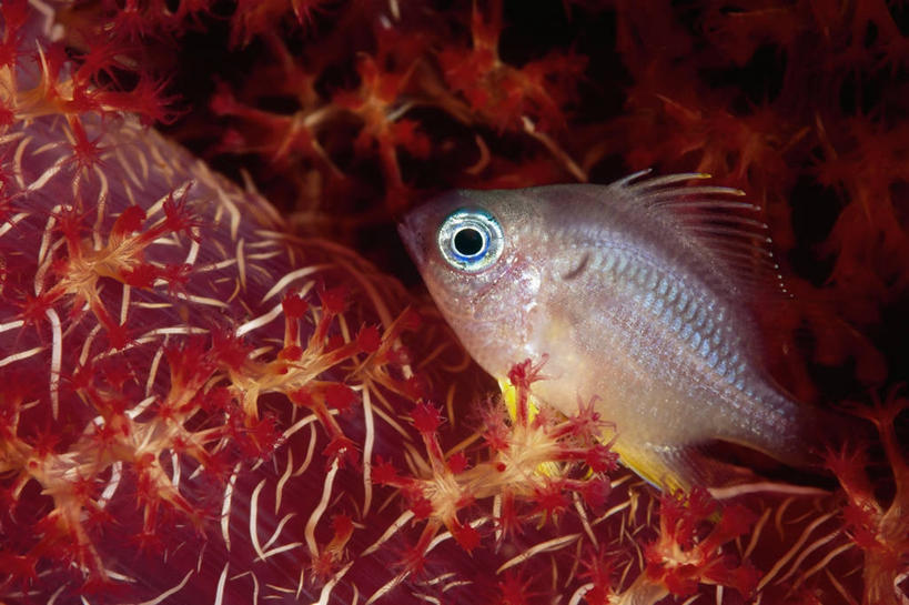 无人,横图,微距,水下,巴布亚新几内亚,摄影,雀鲷,太平洋,软珊瑚,伪装,彩图,共生关系