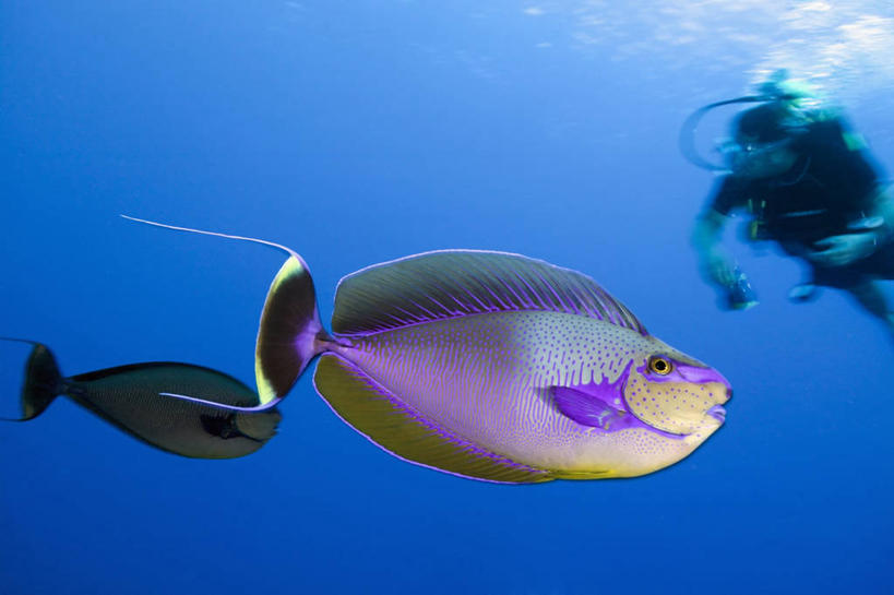 一个人,横图,侧面,运动模糊,水下,珊瑚,鱼类,蓝色,摄影,太平洋,大洋洲,法属波利尼西亚,社会群岛,法属玻利尼西亚,冒险,暗礁,彩图,水肺潜水