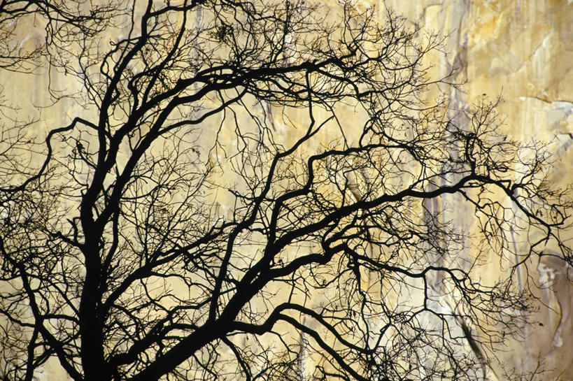 无人,横图,室外,白天,消失点,旅游,度假,美景,美国,景观,树皮,枝,联系,娱乐,树,树干,自然,享受,休闲,陡峭,景色,放松,运输,摄影,密码,花岗岩,北美,货运,加利福尼亚,自然风光,剪影,反差,优胜美地国家公园,几何形状,微生物学,岩石,彩图,混沌,神经系统,分形