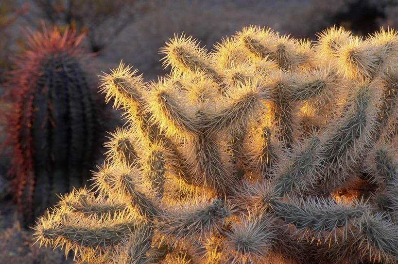 无人,横图,室外,白天,美景,日落,景观,枝,放射,黄色,自然,景色,摄影,奋斗,亚利桑那,北美,自然风光,痛苦,干的,逆光,生存,式样,几何形状,微生物学,危险,彩图,混沌,分形