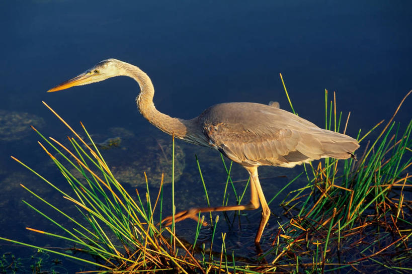 无人,公园,横图,室外,白天,美景,日落,野生动物,美国,捕食,池塘,景观,草,蓝色,灰色,自然,看,景色,摄影,北美,北美洲,国家公园,恐怖,自然风光,美洲,喙,大蓝苍鹭,佛罗里达,佛罗里达州,佛州,阳光州,北亚美利加洲,亚美利加洲,埃弗格莱兹国家公园,大沼泽国家公园,大沼泽地国家公园,步行,彩图,美利坚合众国,动物行为