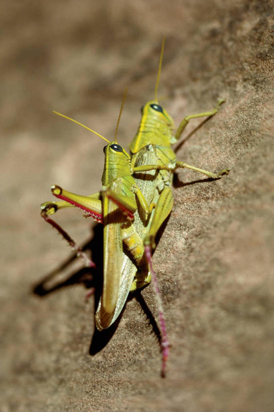 无人,竖图,室外,白天,美国,蚱蜢,绿色,动物,看,两只,握紧,摄影,脱氧核糖核酸,北美,北美洲,犹他州,交配,美洲,生存,圆顶礁国家公园,北亚美利加洲,亚美利加洲,犹他,蜂窝之州,蜂房州,国会礁脉国家公园,沙岩,国会礁国家公园,彩图,美利坚合众国,动物行为