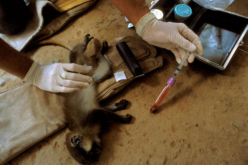 一个人,横图,室内,猴子,非洲,加蓬,动物,摄影,病毒,注射器,艾滋病病毒,彩图,动物学