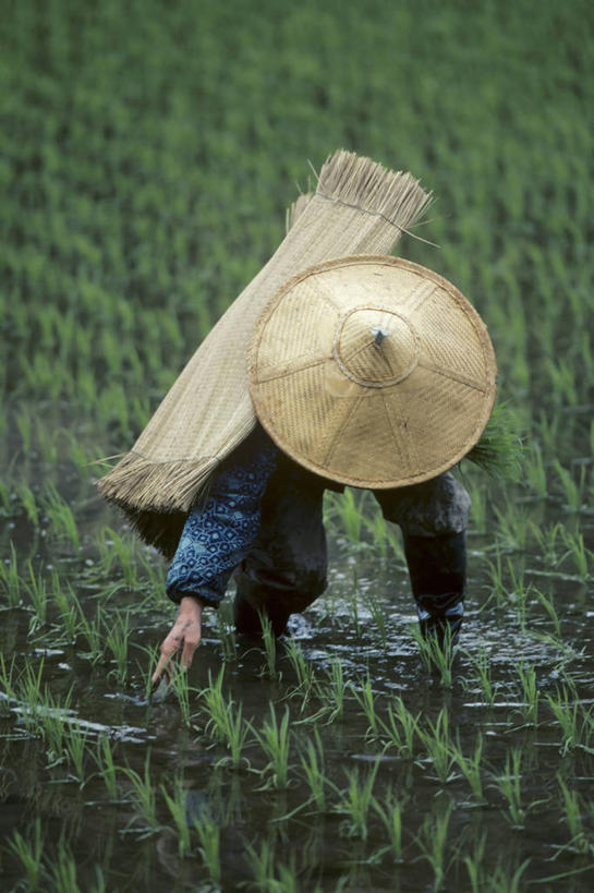 成年人,一个人,竖图,室外,白天,农业,日本,仅一个女性,种植,稻田,摄影,秧苗,女人,彩图