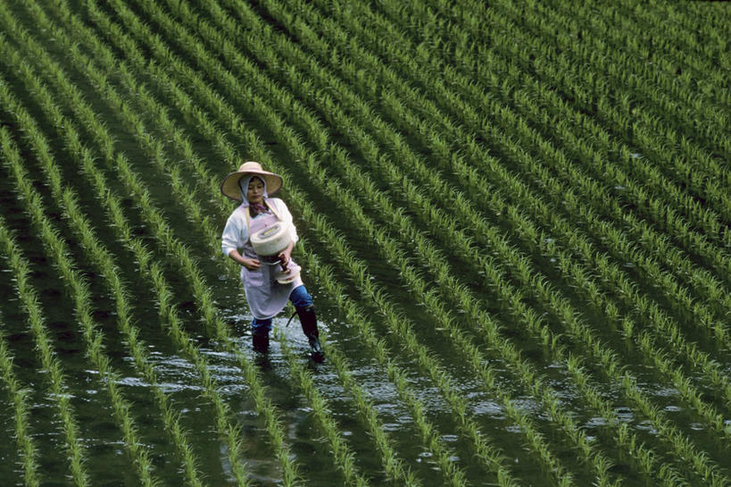成年人,一个人,横图,室外,白天,农业,广岛县,日本,仅一个女性,种植,稻田,摄影,秧苗,女人,彩图