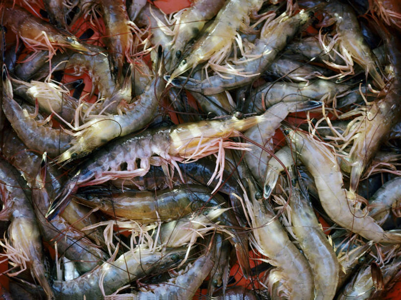 无人,横图,海岛,海洋,丰富,虾,食品,饮食,摄影,海产,彩图