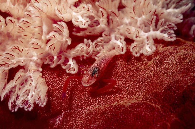 无人,横图,水下,巴布亚新几内亚,海蛞蝓,贝类,虾,海洋生物,红色,动物,两只,摄影,软体动物,海兔,太平洋,热带气候,水生动物,水生物,海底动物,海兔螺,彩图