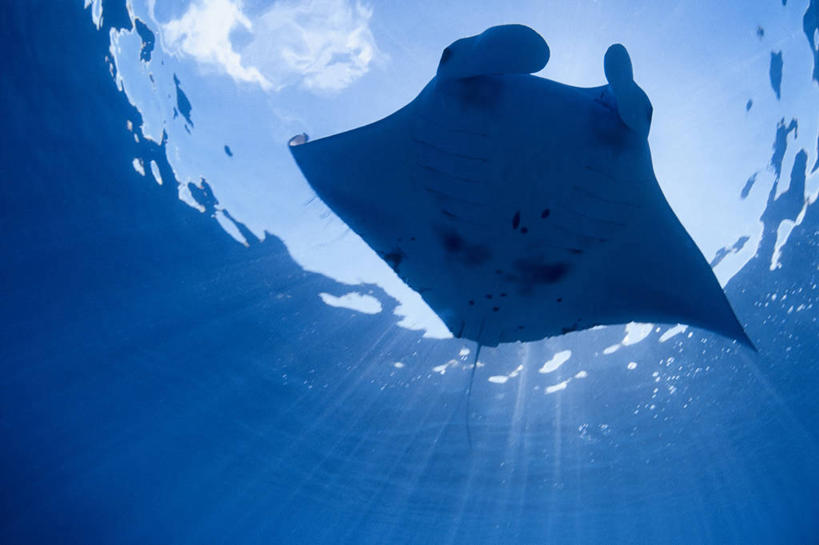 游泳,无人,横图,仰视,水下,海洋,热带鱼,摄影,热带气候,逆光,彩图,低角度拍摄