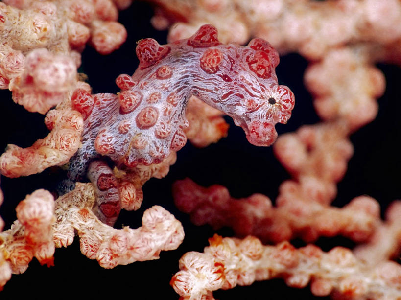 无人,横图,特写,侧面,水下,印度尼西亚,珊瑚,摄影,海马,印度洋,软珊瑚,伪装,彩图