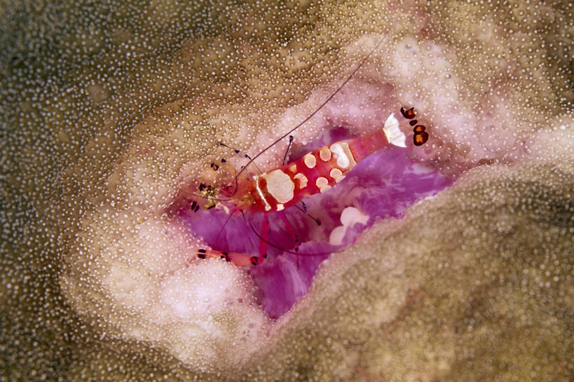 无人,横图,特写,水下,海洋,海葵,巴布亚新几内亚,虾,粉色,动物,两只,摄影,热带气候,清洁虾,彩图