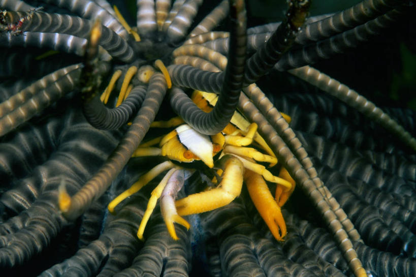 无人,横图,特写,水下,海洋,海洋生物,无脊椎动物,动物,两只,摄影,保护,水生动物,水生物,棘皮动物,海底动物,海百合,彩图