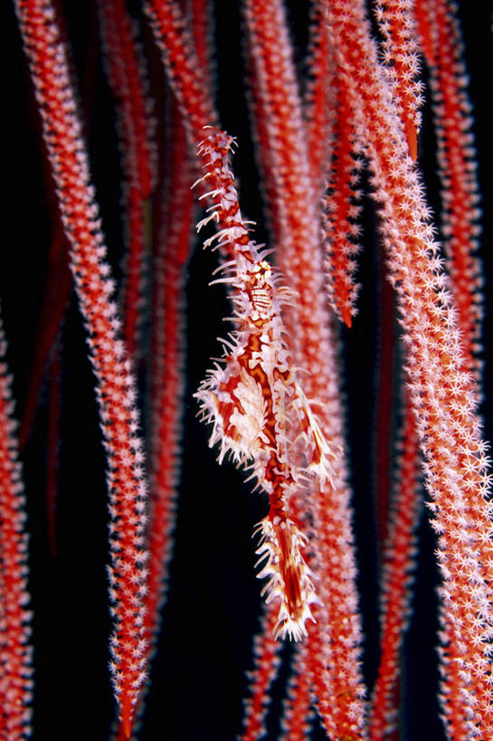 无人,竖图,特写,水下,珊瑚,红色,摄影,隐藏,印度洋,软珊瑚,伪装,剃刀鱼,彩图