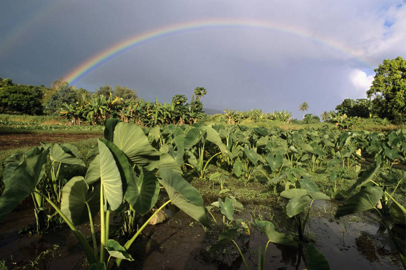 无人,横图,室外,白天,农业,彩虹,叶子,美国,田地,云,芋头,摄影,夏威夷群岛,彩图,毛伊岛