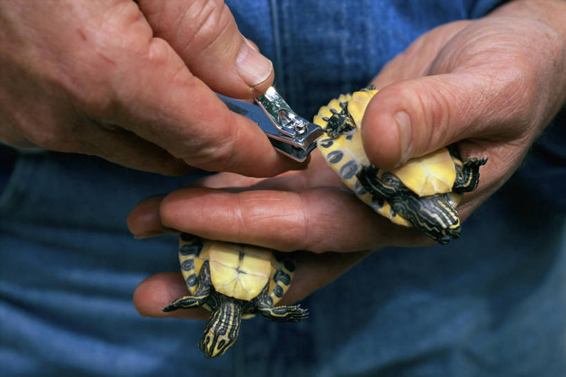 西方人,中年人,手,一个人,横图,特写,欧洲,美国,欧洲人,仅一个男性,仅一个人,仅一个中年男性,科学,拿着,摄影,部分,北美,北美洲,美洲,切断,指甲钳,南卡罗来纳州,北亚美利加洲,亚美利加洲,南卡罗来纳,扇榈之州,矮棕榈之州,男人,男性,中年男性,白种人,海龟,彩图,美利坚合众国,痴呆症