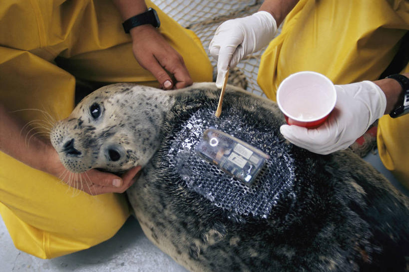 手,两个人,横图,俯视,化妆,野生动物,美国,科学,向上看,摄影,部分,环境,胶水,斑海豹,无线电通信塔,瓦尔迪兹,彩图,高角度拍摄