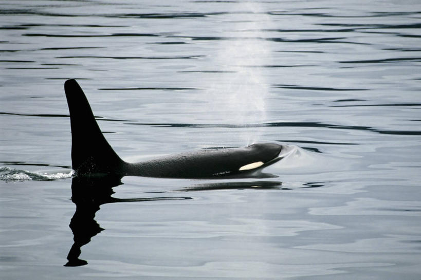 无人,横图,室外,白天,侧面,海洋,美国,飞溅,反射,摄影,鲸,逆戟鲸,背鳍,瓦尔迪兹,彩图