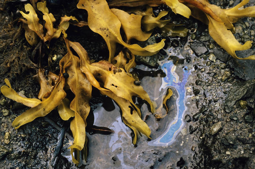 无人,横图,室外,特写,白天,石油,美国,黄色,蓝色,摄影,环境,污染,泥,瓦尔迪兹,彩图