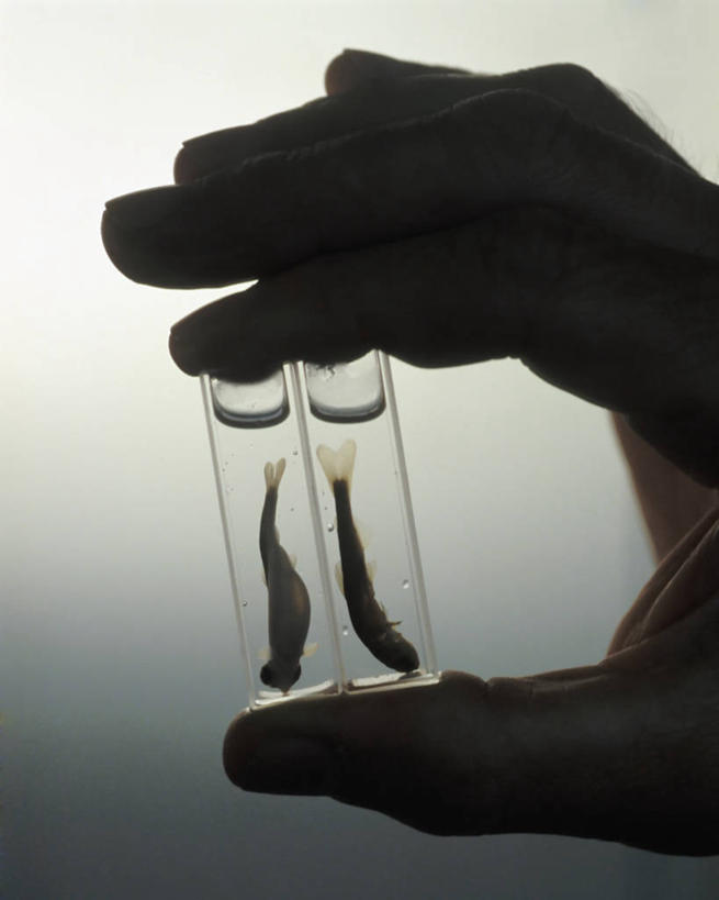 手,一个人,科学家,竖图,特写,美国,研究,科学,拿着,鱼类,摄影,部分,环境,剪影,朱诺,彩图