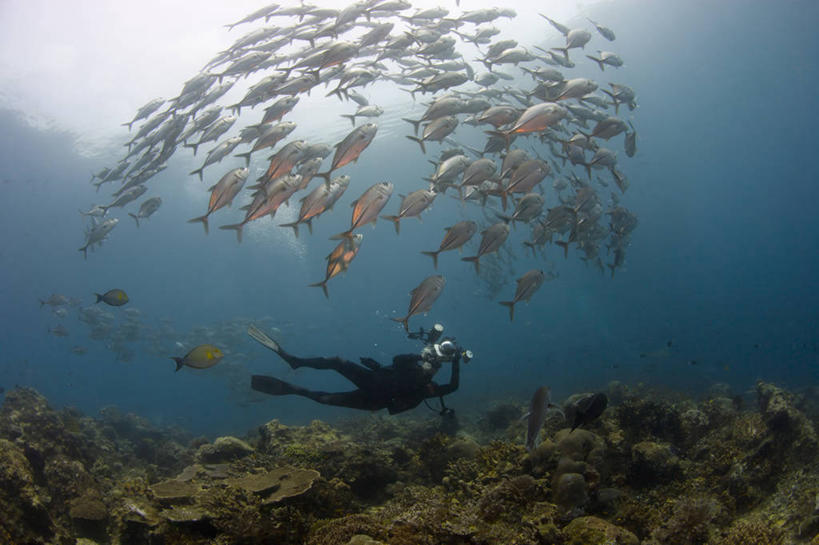 一个人,摄影师,横图,水下,海洋,印度尼西亚,一群,许多,鱼,鱼群,很多,教育,鱼类,拍照,自然,动物,教,摄影,鲈鱼,西巴布亚省,鲹,花鲈,鲈板,鲈子鱼,水中呼吸器,伊里安查亚,辐鳍鱼,彩图,大眼鲹,杰克鱼,水下摄影机,水肺潜水,巴厘