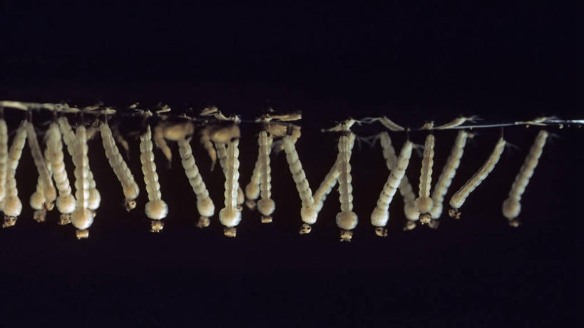 无人,横图,特写,水下,蚊子,美国,昆虫,摄影,怪异,病毒,热带气候,幼虫,波多黎各,登革热,瘟疫,彩图,埃及伊蚊