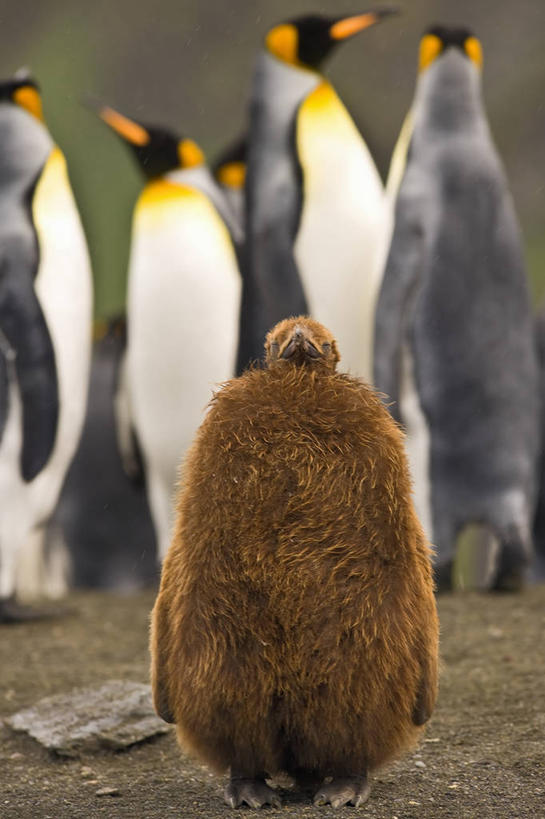 婴儿,竖图,室外,白天,正面,纯洁,海洋,水,企鹅,野生动物,鸟类,褐色,小鸟,动物,可爱,童年,童趣,摄影,交配,帝企鹅,童真,烂漫,无邪,性行为,次南极区群岛,大西洋群岛,天真,彩图,南冰洋