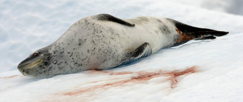 无人,躺,横图,室外,白天,侧面,冰山,哺乳动物,野生动物,斑点,冰,动物,休息,摄影,气象,气候,南极洲,南极半岛,豹纹海豹,彩图