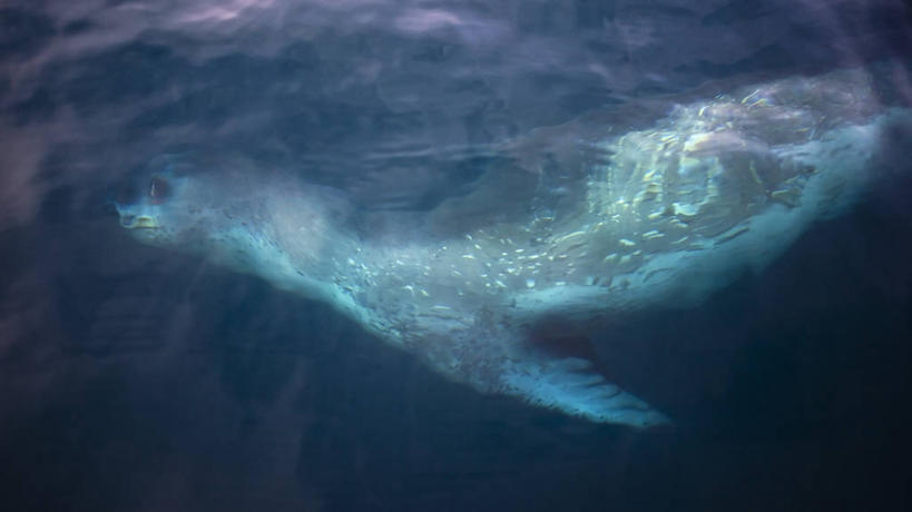 游泳,无人,横图,室外,白天,侧面,水下,海洋,哺乳动物,野生动物,动物,摄影,气象,气候,南极洲,进攻,南极半岛,豹纹海豹,彩图