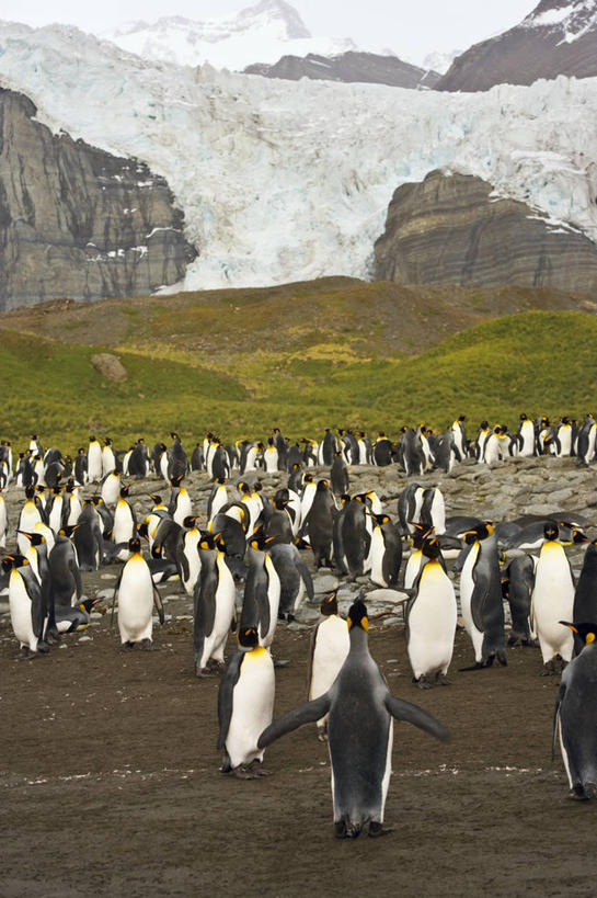 无人,竖图,室外,白天,企鹅,一群,许多,融化,鸟类,很多,摄影,气候,交配,帝企鹅,冰河,地貌,南乔治亚岛,次南极区群岛,海滩,彩图,南冰洋