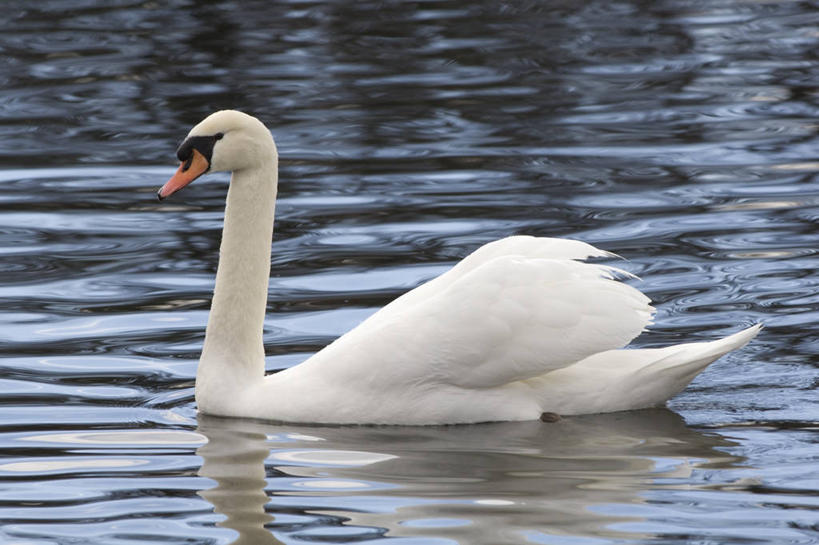 游泳,横图,室外,白天,侧面,水,天鹅,翅膀,鸟类,动物,放松,摄影,宁静,水禽,疣鼻天鹅,喙,彩图