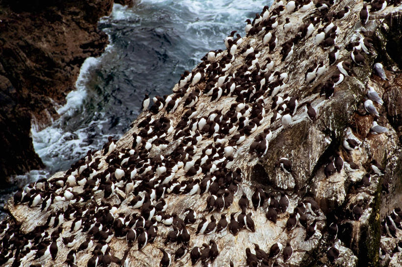 无人,横图,室外,白天,海洋,海鸟,海鸥,美国,一群,许多,悬崖,很多,波浪,摄影,海鸦,海鸽,彩图,水污染
