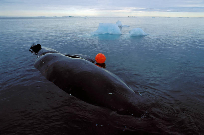 横图,室外,白天,冰山,水,哺乳动物,野生动物,美国,漂浮,冰,食品,动物,摄影,鲸,死亡,美洲,阿拉斯加,鲸类,北极露脊鲸,海产,彩图