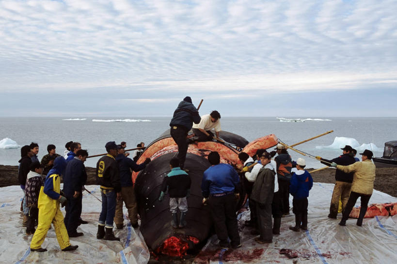 成年人,中年人,横图,室外,白天,水,哺乳动物,野生动物,美国,工作,食品,许多人,饮食,动物,社区,一群人,摄影,鲸,环境,屠夫,北极露脊鲸,中年男性,海产,彩图,传统文化