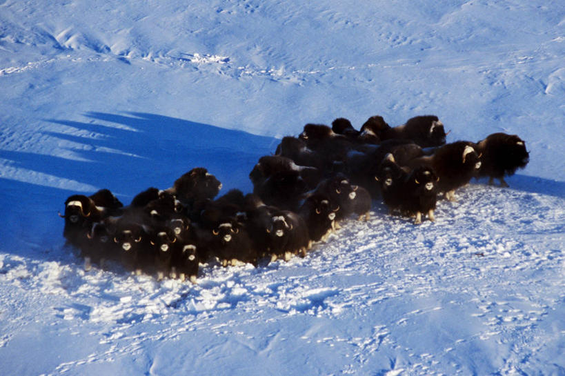 横图,俯视,航拍,室外,白天,北极,雪,牛,野生动物,美国,一群,许多,很多,动物,摄影,鸟瞰,美洲,阿拉斯加,麝牛,野牛,彩图,高角度拍摄