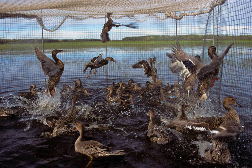 无人,横图,室外,白天,加拿大,检查,溅,鸟类,鸭子,网,飞,生病,摄影,观看,拍打,病毒,野鸭,流感病毒,亚伯达,彩图