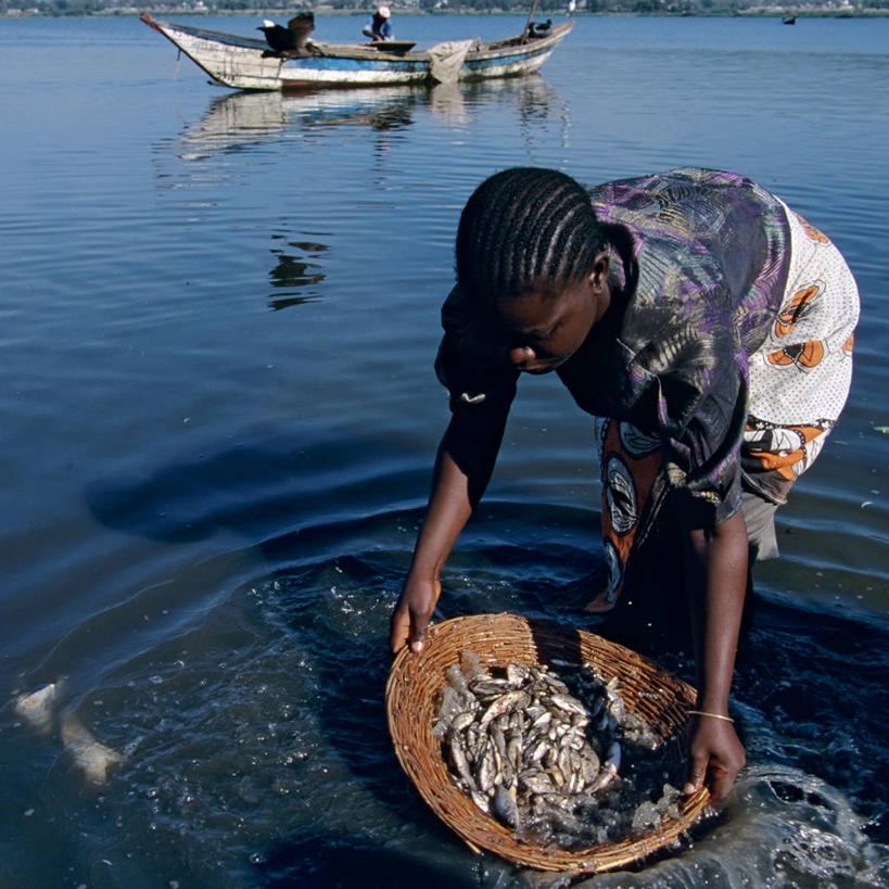 成年人,一个人,家庭,方图,室外,白天,非洲,肯尼亚,仅一个男性,仅一个人,工作,蜗牛,篮子,鱼类,仅一个年轻男性,生病,温暖,温馨,一家人,摄影,和睦,曼氏血吸虫,维多利亚湖,男人,男性,年轻男性,非洲人,年轻人,彩图,钓鱼,扁形虫,融洽