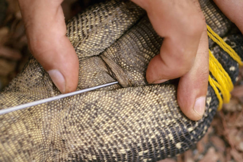 手,一个人,横图,室外,特写,白天,侧面,旅游,度假,野生动物,蜥蜴,印度尼西亚,科学,娱乐,动物,享受,休闲,放松,摄影,东南亚,部分,环境,生态,生物学,脱氧核糖核酸,志愿者,石龙子,泉龙,猪婆蛇,四脚蛇,蜴,巨蜥,科莫多巨蜥,彩图,动物学